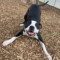 adopt a pet