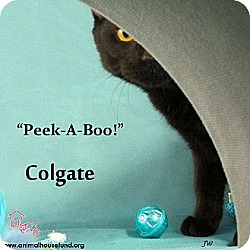 Thumbnail photo of Colgate #4