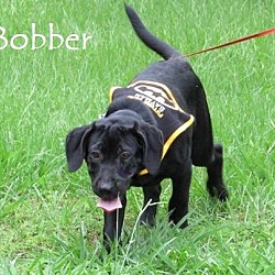 Thumbnail photo of Bobber-pending adoption #1