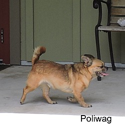 Thumbnail photo of Poliwag #4