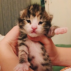Thumbnail photo of Kitty Purry #4