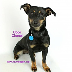 Photo of Coco Chanel - Needs Foster