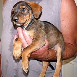 Thumbnail photo of THE DIEGO PUPS B #3
