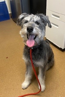 Photo of Tramp (Main Campus- Waived Adoption Fee)