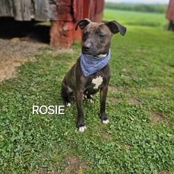 Thumbnail photo of Rosie (Daisy) #3