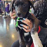 adopt a pet