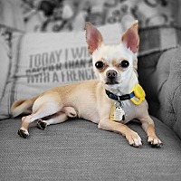 adopt-pet