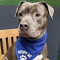 adopt a pet