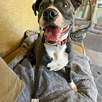 adopt a pet