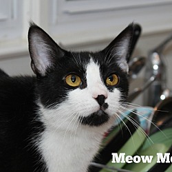 Thumbnail photo of MeowMeow #3