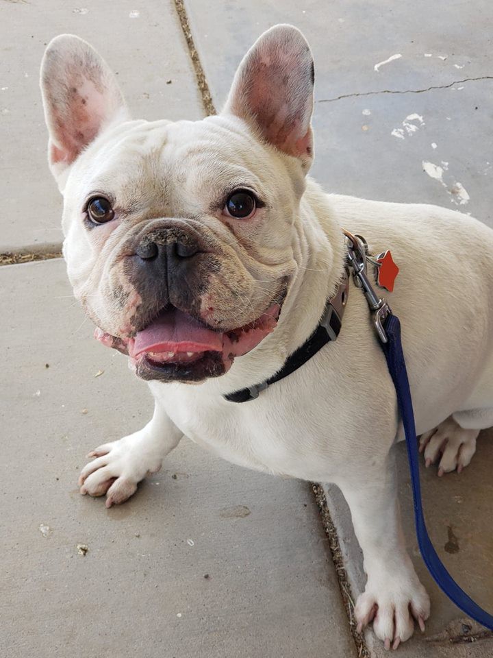 Phoenix Az French Bulldog Meet Homer A Pet For Adoption