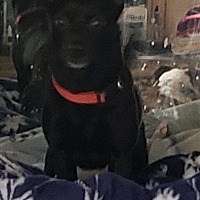 Bff Dog Rescue Nj Inc In Brick New Jersey