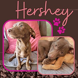 Photo of Hershey