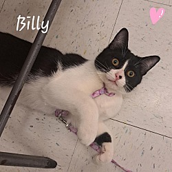 Thumbnail photo of BILLY #4