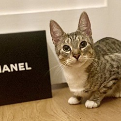 Photo of Chanel