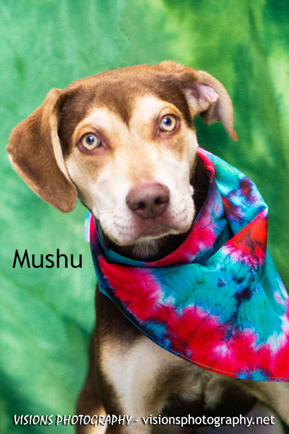 Photo of Mushu