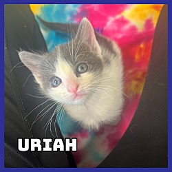 Photo of Uriah