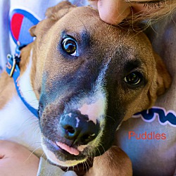 Photo of Puddles ~ meet me!
