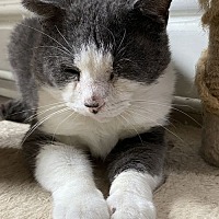 adopt-pet