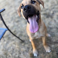 adopt a pet