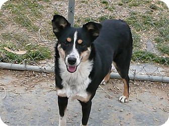 Australian Cattle Dog Sheltie Mix Goldenacresdogs Com