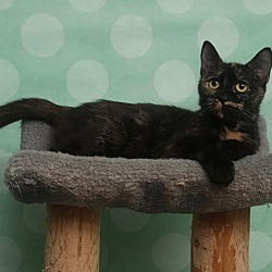 Thumbnail photo of Catty #1