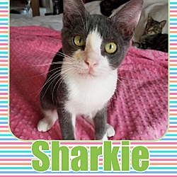 Thumbnail photo of Sharkie #1