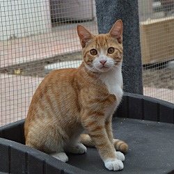 Kittens For Sale In Bakersfield California Adoptapet Com