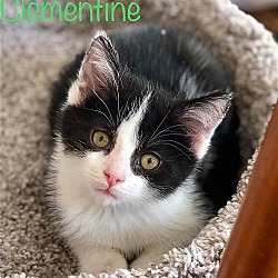 Thumbnail photo of Clementine #4