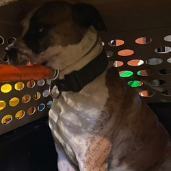 Photo of Blaze