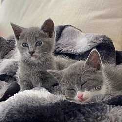 Photo of Teddy and Bunny -bonded sibling kitties (girls)