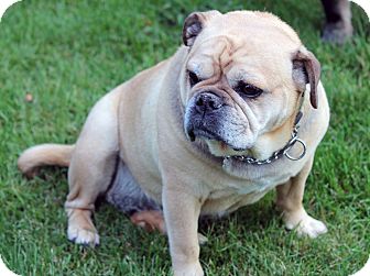 Lynnwood, WA - English Bulldog. Meet 