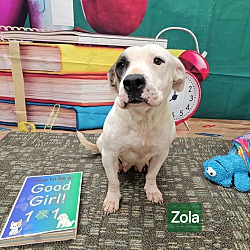 Thumbnail photo of Zola #1