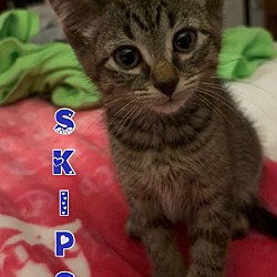 Thumbnail photo of Skips #4