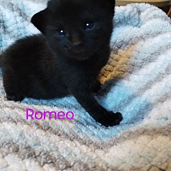 Thumbnail photo of Romeo (Purple) #2