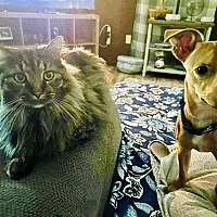 adopt a pet