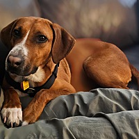 adopt a pet