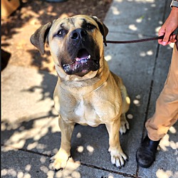 Oakland, CA - Mastiff/Bulldog. Meet Zulu a Pet for Adoption - AdoptaPet.com