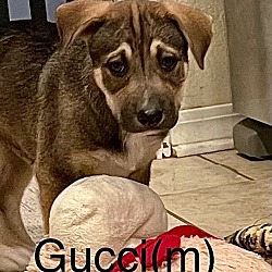 Thumbnail photo of Gucci #1