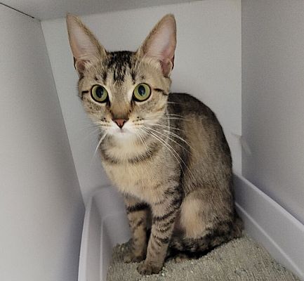 Maryville, TN - Domestic Shorthair. Meet Peaches a Pet for Adoption ...