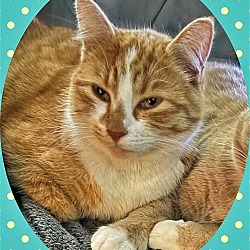 Photo of MEATLOAF - Offered by Owner - In/out family cat