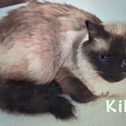 Thumbnail photo of Kiki #3