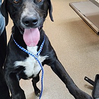adopt a pet