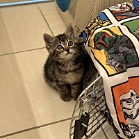 adopt a pet