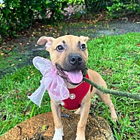 adopt a pet