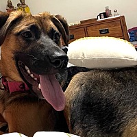 adopt a pet