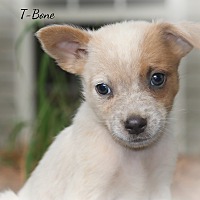 T BONE - Australian Cattle Dog available for adoption