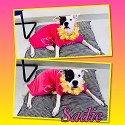 Thumbnail photo of Sadie - Pawsitive Direction #1