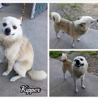 Photo of KIPPER
