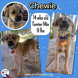 Thumbnail photo of Chewie #3